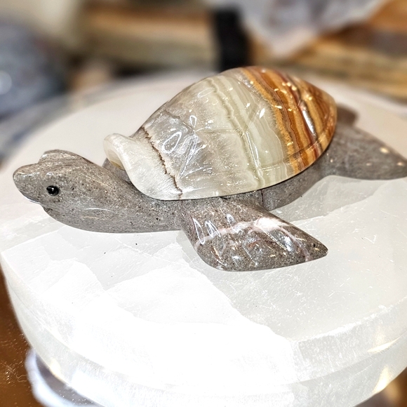 Adorable Onyx Turtle! - Picture 6 of 6